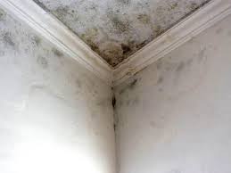 Reliable Culver City, CA Mold Removal Solutions