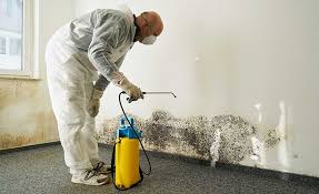 Best Emergency Mold Remediation in Culver City, CA